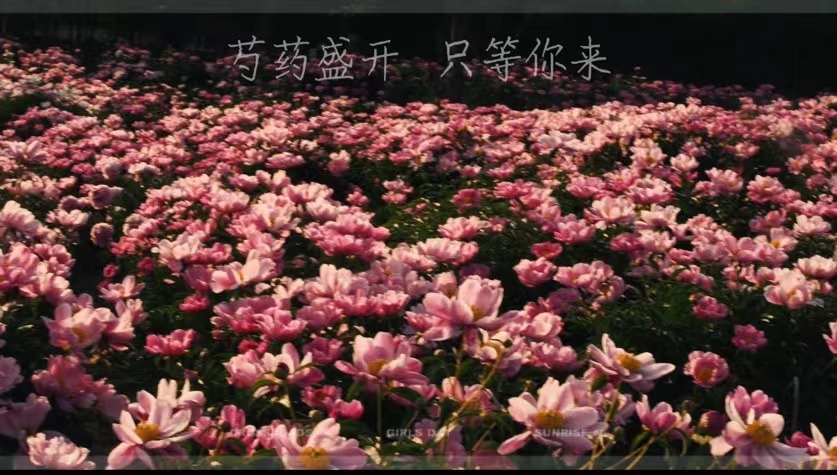 芍藥盛開  只等你來！
