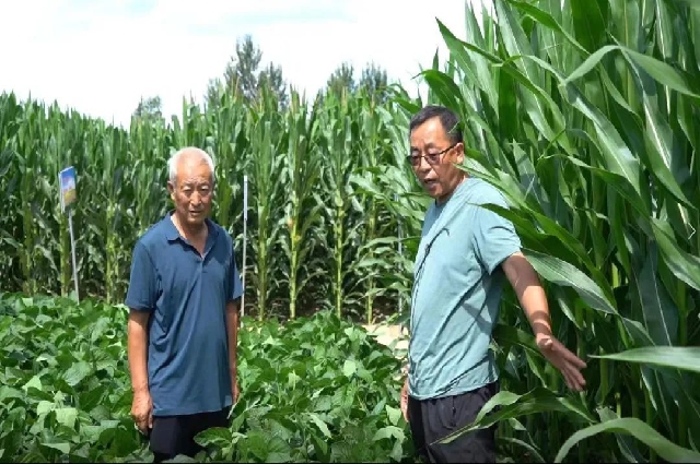 和林格爾縣：2.7萬(wàn)畝大豆玉米帶狀復(fù)合種植區(qū)農(nóng)作物...相關(guān)圖片